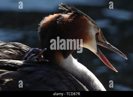 Ein Haubentaucher Krankenpflege ein Küken, auf einem Nest in der Isle of Dogs, London. Stockfoto