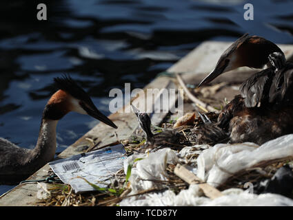 Ein Haubentaucher Fütterung der Küken, auf einem Nest in der Isle of Dogs, London. Stockfoto