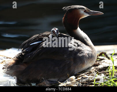 Ein Haubentaucher Krankenpflege zwei Küken, auf einem Nest in der Isle of Dogs, London. Stockfoto