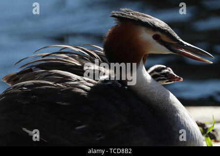 Ein Haubentaucher Krankenpflege zwei Küken, auf einem Nest in der Isle of Dogs, London. Stockfoto