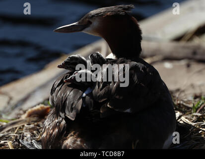 Ein Haubentaucher Krankenpflege zwei Küken, auf einem Nest in der Isle of Dogs, London. Stockfoto