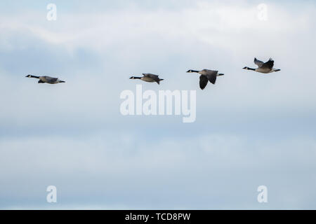 Seitenansicht der Herde von Enten Fliegen in Zeile in blauer Himmel mit Wolken Stockfoto