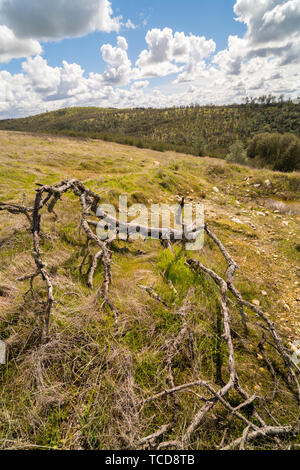 Getrocknete alte gefallenen Baum liegend im Feld auf dem Hintergrund der schönen hohen Hügel bedeckt mit Bäumen und blauen bewölkten Himmel Stockfoto
