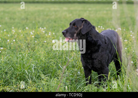 Schwarzer Labrador Retriever stehend in grüne Wiese Stockfoto