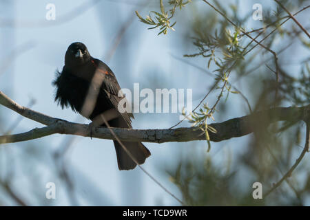 Red Wing blackbird hinter Laub gehockt Stockfoto