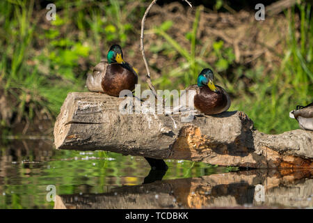 Zwei stockente Erpel Männer schlafen auf Log Stockfoto