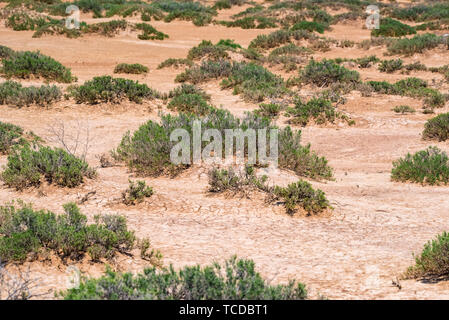 Landschaft mit trockenen geknackt takir Boden in Halbwüste in Russland Stockfoto
