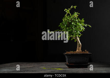 Japanische bonsai Dragon style Stockfoto