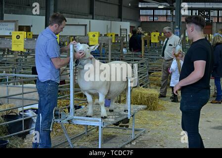 Ein cheviot Schafen wird getrimmt und für die Show Ring auf der Royal Welsh Frühlingsfest vorbereitet Stockfoto