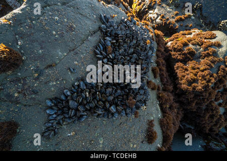 Große Gruppe von Muscheln Festhalten an einem exponierten Fels. Stockfoto