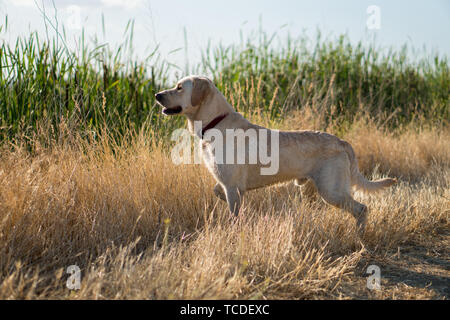 Gelben Labrador Retriever Hund, der in Schilf. Stockfoto