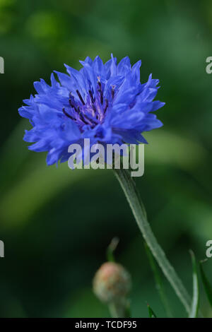 Makro Foto von blaue Kornblume - Centaurea cyanus - gegen grüner Hintergrund Stockfoto