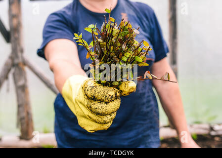 Ein Bündel von jungen Pflanzen, die zum Anpflanzen. Hält eine Frau Sämlinge in ihrer Hand. An Hand des Gärtners trägt einen gelben Arbeitshandschuh. Blumengeschäft arbeitet Stockfoto