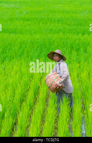 Portrait von burmesischen Bauern auf einem Reisfeld in Shan Staat Myanmar arbeiten Stockfoto