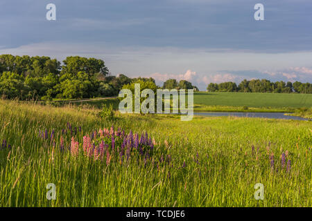 Lupinen im Feld Sommer Landschaft Stockfoto