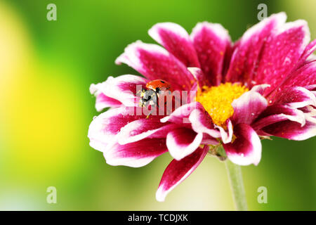 Marienkäfer auf schöne Blume auf grünem Hintergrund Stockfoto