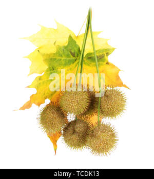 Kugeln aus Ahorn Samen und Blätter im Herbst isoliert auf weißem Stockfoto