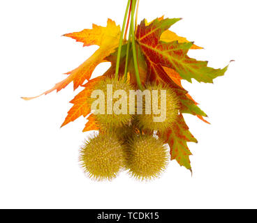 Kugeln aus Ahorn Samen und Blätter im Herbst isoliert auf weißem Stockfoto