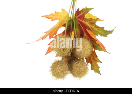Kugeln aus Ahorn Samen und Blätter im Herbst isoliert auf weißem Stockfoto