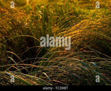 Morgentau auf Gras Hintergrund Stockfoto