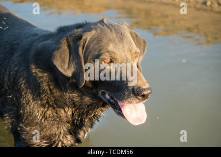 Schwarzer Labrador Retriever mit schmutzigem Gesicht Stockfoto