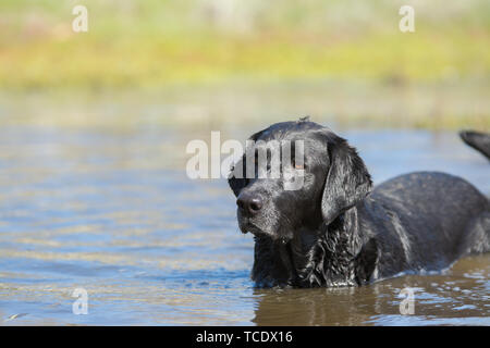 Schwarzer Labrador Retriever Hund stehend im Wasser des Teiches und entspannen Sie im sonnigen Tag Stockfoto
