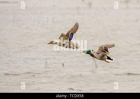 Ansicht der männlichen und weiblichen Enten im Moment der Flug über die Oberfläche des Wassers des Sees Stockfoto