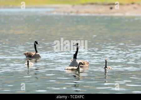 Adorable Gänschen schwimmen auf der Oberfläche des ruhigen Wasser in der Nähe von zwei kanadagänse Stockfoto