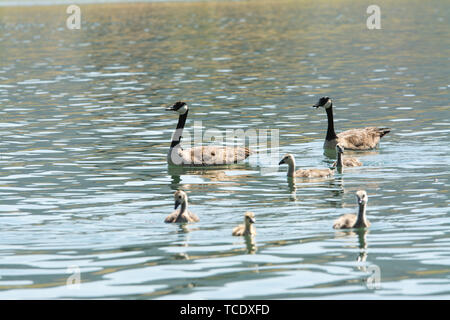 Zwei Kanadagänse und adorable Gänschen schwimmen auf der Oberfläche des Wassers des Sees an einem sonnigen Tag Stockfoto