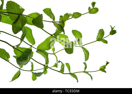 Frische, grüne Minze auf weißem Hintergrund. Stockfoto