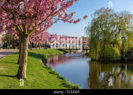 Niederländische Wohnviertel Dorf Urk mit Teich und blühenden Prunus Stockfoto