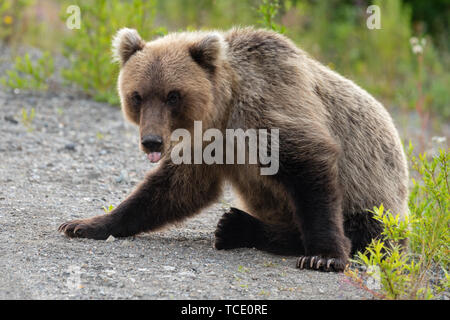 Wild schreckliche Kamtschatka Braunbär (Ursus arctos piscator) sitzen auf Steine mit seiner Zunge heraus und schauen in die Kamera mit hungrigen Augen an. Stockfoto