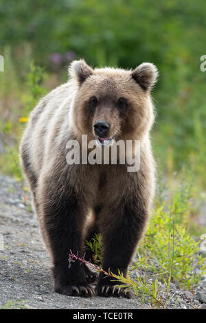 Schreckliche wilde Kamtschatka Braunbär (Ursus arctos piscator) Walking im Sommer Wald und Suchen auf der Suche nach Nahrung. Eurasien, Russischen Fernen Osten Stockfoto