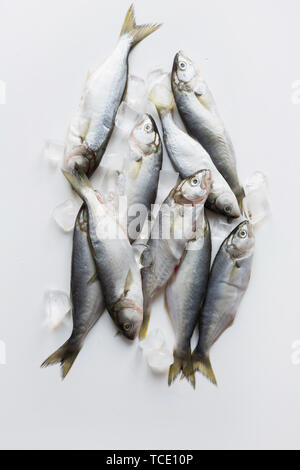 Schwarzes Meer frischen Bluefish mit Ice Cube auf weißem Hintergrund. Fisch Muster. Blick von oben. Stockfoto