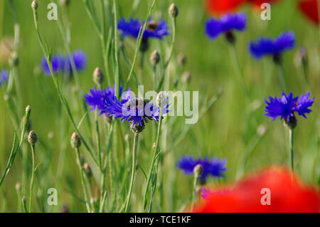 Biene auf Blume. Mohnblumen auf der Wiese. Blühende Feld Blumen unter den Gräsern. Stockfoto
