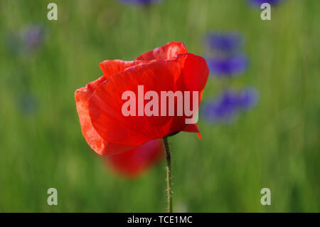 Mohnblumen auf der Wiese. Blühende Feld Blumen unter den Gräsern. Stockfoto