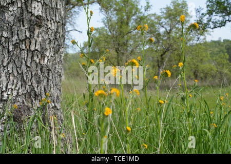 Hohes Gras mit gelben Blüten mit dunklen Grau trunk auf unscharfen glade Hintergrund mit Bäumen Stockfoto