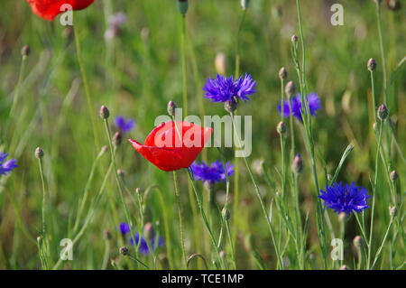 Mohnblumen auf der Wiese. Blühende Feld Blumen unter den Gräsern. Stockfoto
