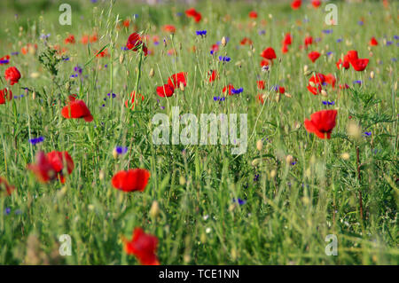 Mohnblumen auf der Wiese. Blühende Feld Blumen unter den Gräsern. Stockfoto