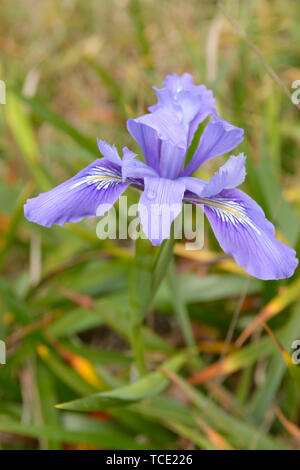 Ein lila Iris Blume Nahaufnahme Makroaufnahme mit einem Wassertropfen auf der Vorderseite Blütenblatt. Grünes Gras wächst unter der Blume, geringe Tiefenschärfe war verwenden Stockfoto