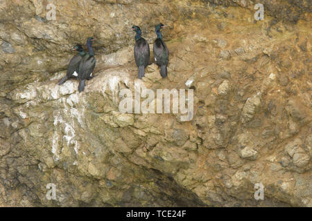 Blick auf die Herde von Kormoran schwarze Vögel auf felsigen Klippen Stockfoto