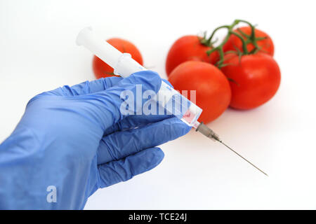 Spritze und Tomaten. Die GVO-Spezialist spritzt Flüssigkeit aus einer Spritze in eine rote Tomate. Genetisch Ernährung Konzept modifiziert. Stockfoto