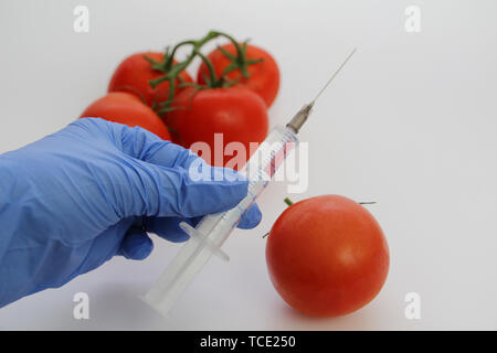 Spritze und Tomaten. Die GVO-Spezialist spritzt Flüssigkeit aus einer Spritze in eine rote Tomate. Genetisch Ernährung Konzept modifiziert. Stockfoto