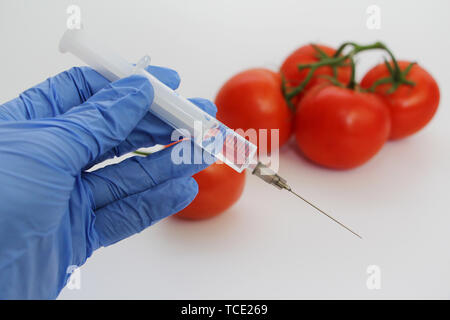 Spritze und Tomaten. Die GVO-Spezialist spritzt Flüssigkeit aus einer Spritze in eine rote Tomate. Genetisch Ernährung Konzept modifiziert. Stockfoto