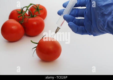 Spritze und Tomaten. Die GVO-Spezialist spritzt Flüssigkeit aus einer Spritze in eine rote Tomate. Genetisch Ernährung Konzept modifiziert. Stockfoto