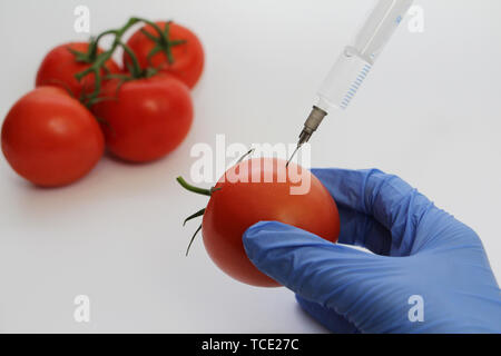 Spritze und Tomaten. Die GVO-Spezialist spritzt Flüssigkeit aus einer Spritze in eine rote Tomate. Genetisch Ernährung Konzept modifiziert. Stockfoto