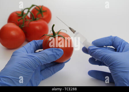Spritze und Tomaten. Die GVO-Spezialist spritzt Flüssigkeit aus einer Spritze in eine rote Tomate. Genetisch Ernährung Konzept modifiziert. Stockfoto