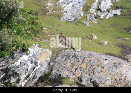 Chimango karakara (Aegithalos chimango), Tierra del Fuego National Park, Patagonien, Argentinien Stockfoto