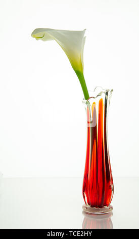 Calla Lilie oder Ostern Blume auf einem roten Vase, auf weißem Hintergrund Stockfoto