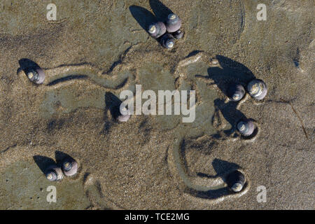 Schnecken kriechen durch die feuchten Sand von Ebbe am Strand. So dass Wege, wo Sie gewesen sind. Stockfoto